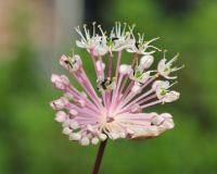 Pale pink flowers in spherical heads